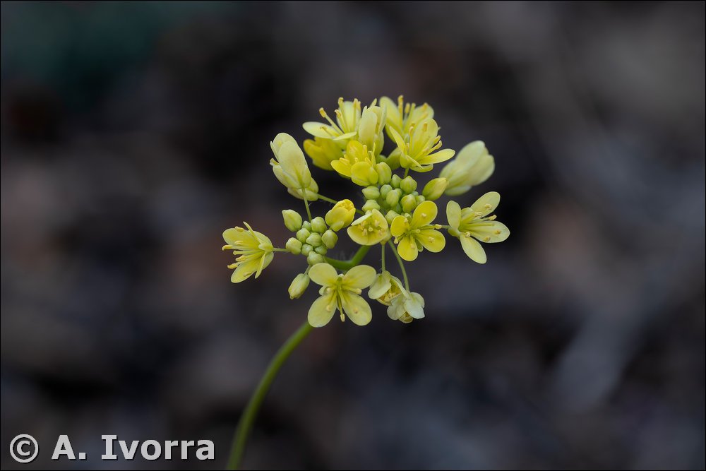 Biscutella variegata