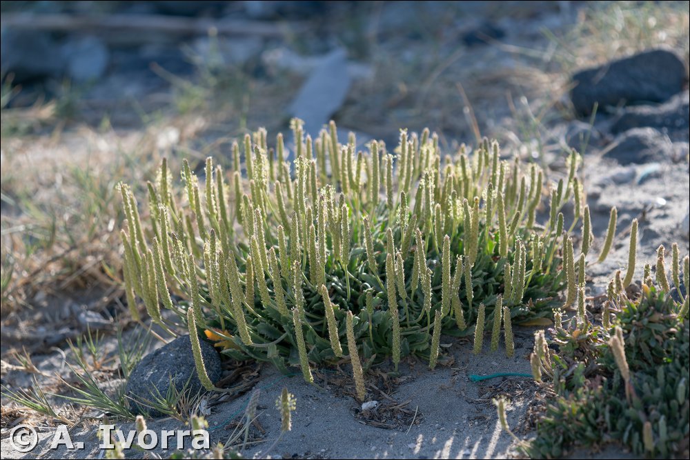Plantago macrorhiza