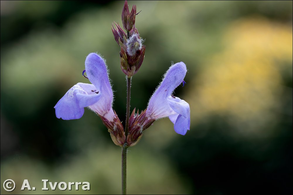 Salvia lavandulifolia subsp. oxyodon