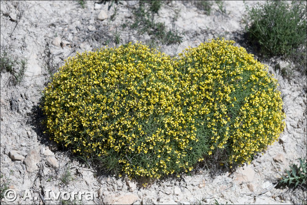 Vella spinosa